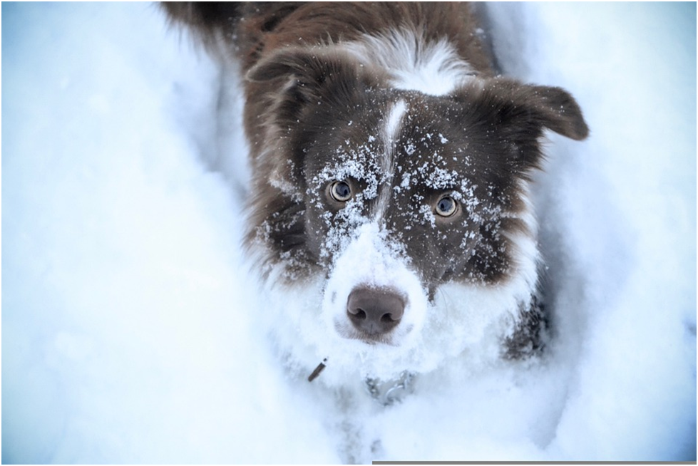 Border Collie