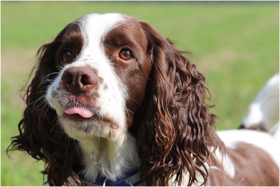 English Springer Spaniel