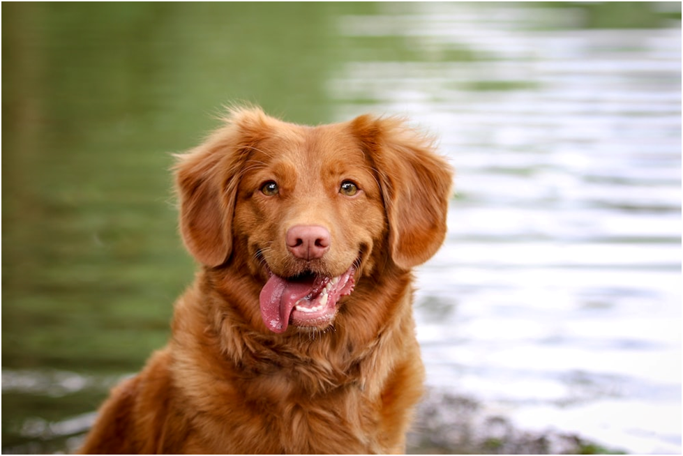 Nova Scotia Duck Tolling Retriever