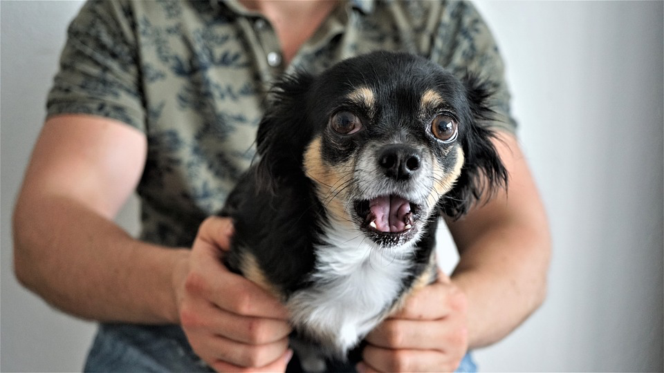 Your Dog is Averse to Certain Commands