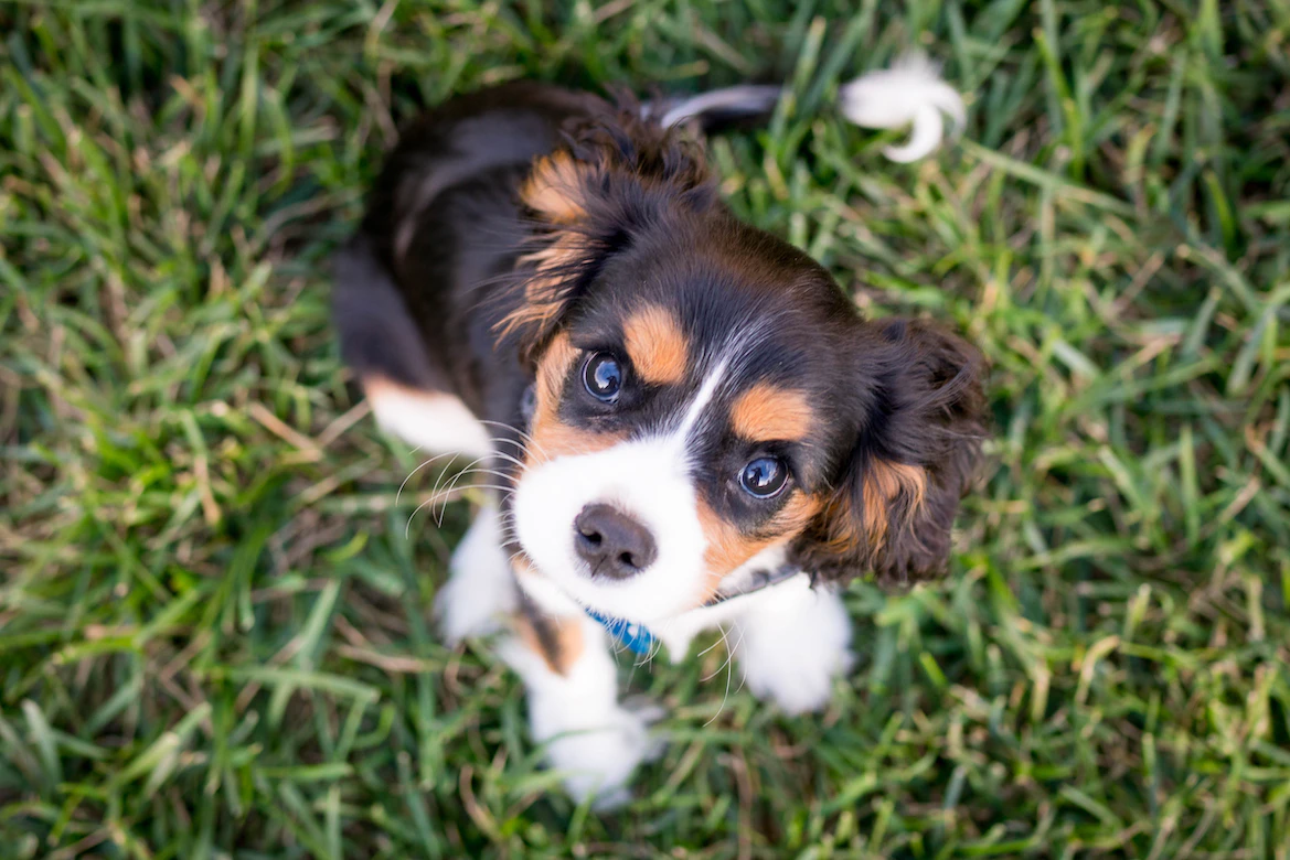 Your dog Cannot Hear