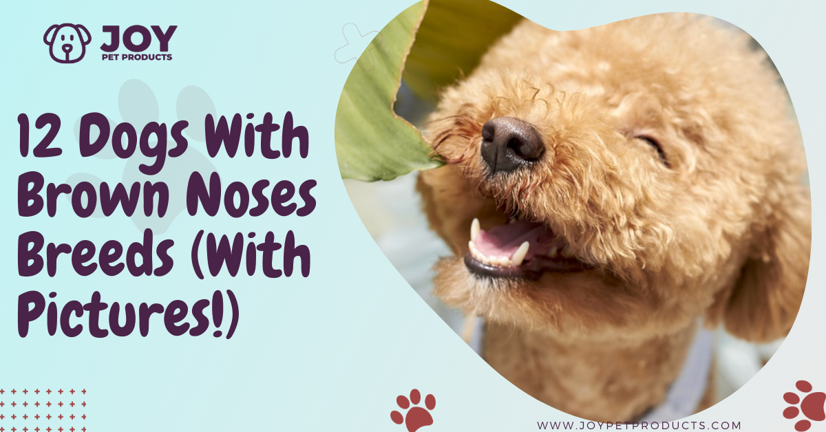 what does a brown nose on a dog mean