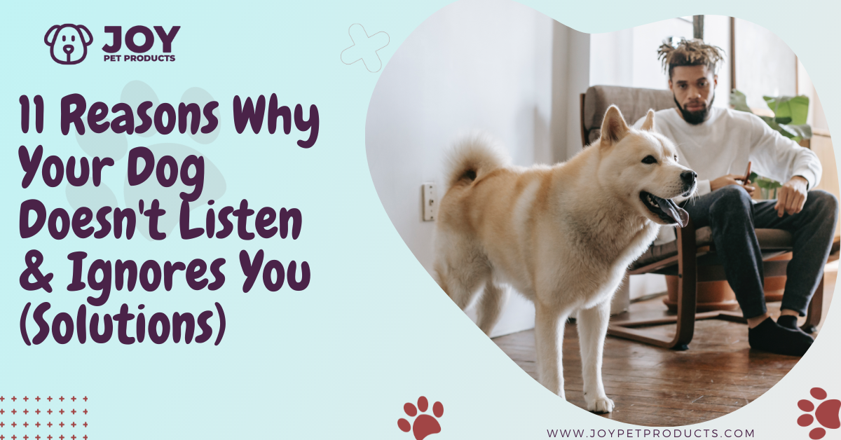 my dog doesn't listen to me anymore
