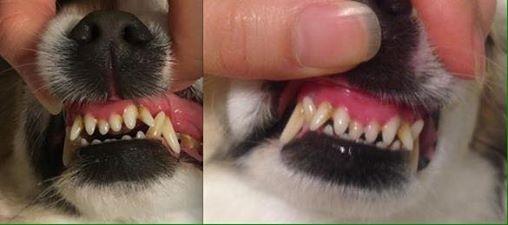 A Picture has been click after brushing my dog teeth with Naturel Promise Fresh Dental Clean Teeth Gel
