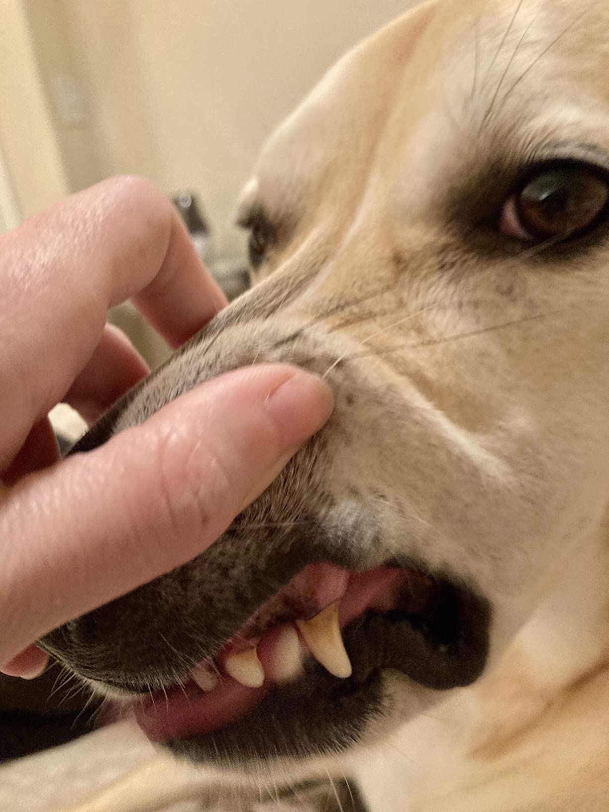 A Picture has been click after brushing my dog teeth with Vet's Best Enzymatic Dog Toothpaste