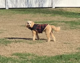 A photo is been clicked by me after my friend breed wear Preferhouse Winter Coat and he love it