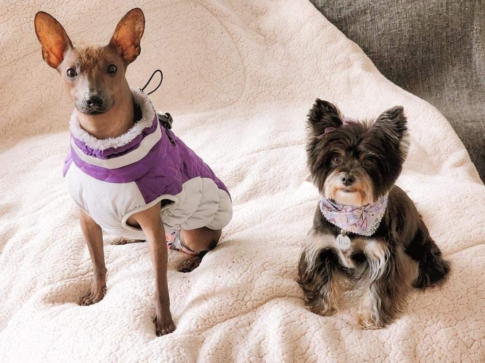 A picture is been click after wearing the Lelepet Dog Winter Coat