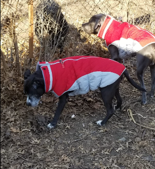 A picture is been click after wearing the Ouobob Jacket while we go for a morning walk