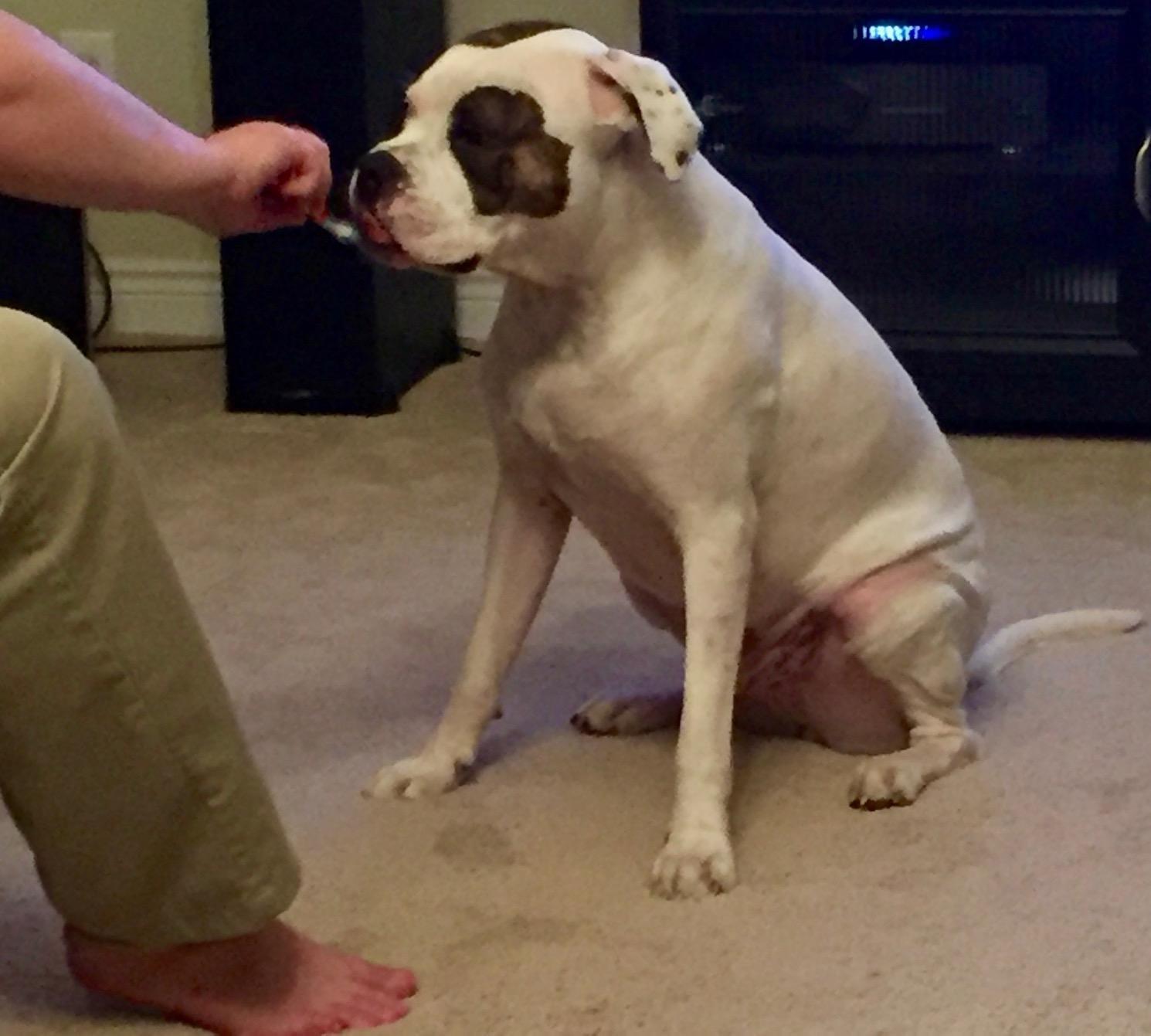 A picture is been click by me while my dog is brushing with Naturel Promise Fresh Dental Clean Teeth Gel