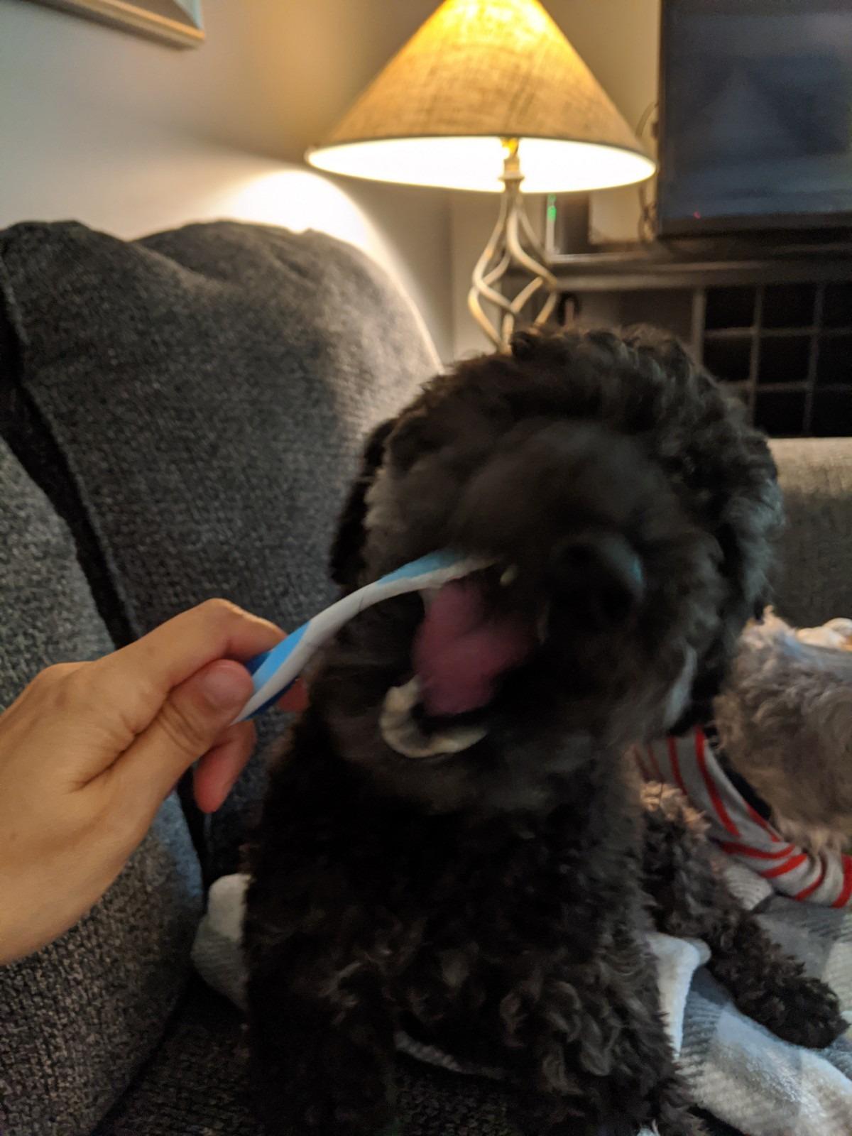 A picture is been click by me while my dog is brushing with Virbac CET Enzymatic Toothpaste
