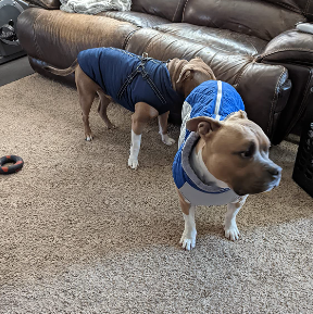 A picture of my friend dog after wearing Ouobob jacket they are comfortable in the jacket