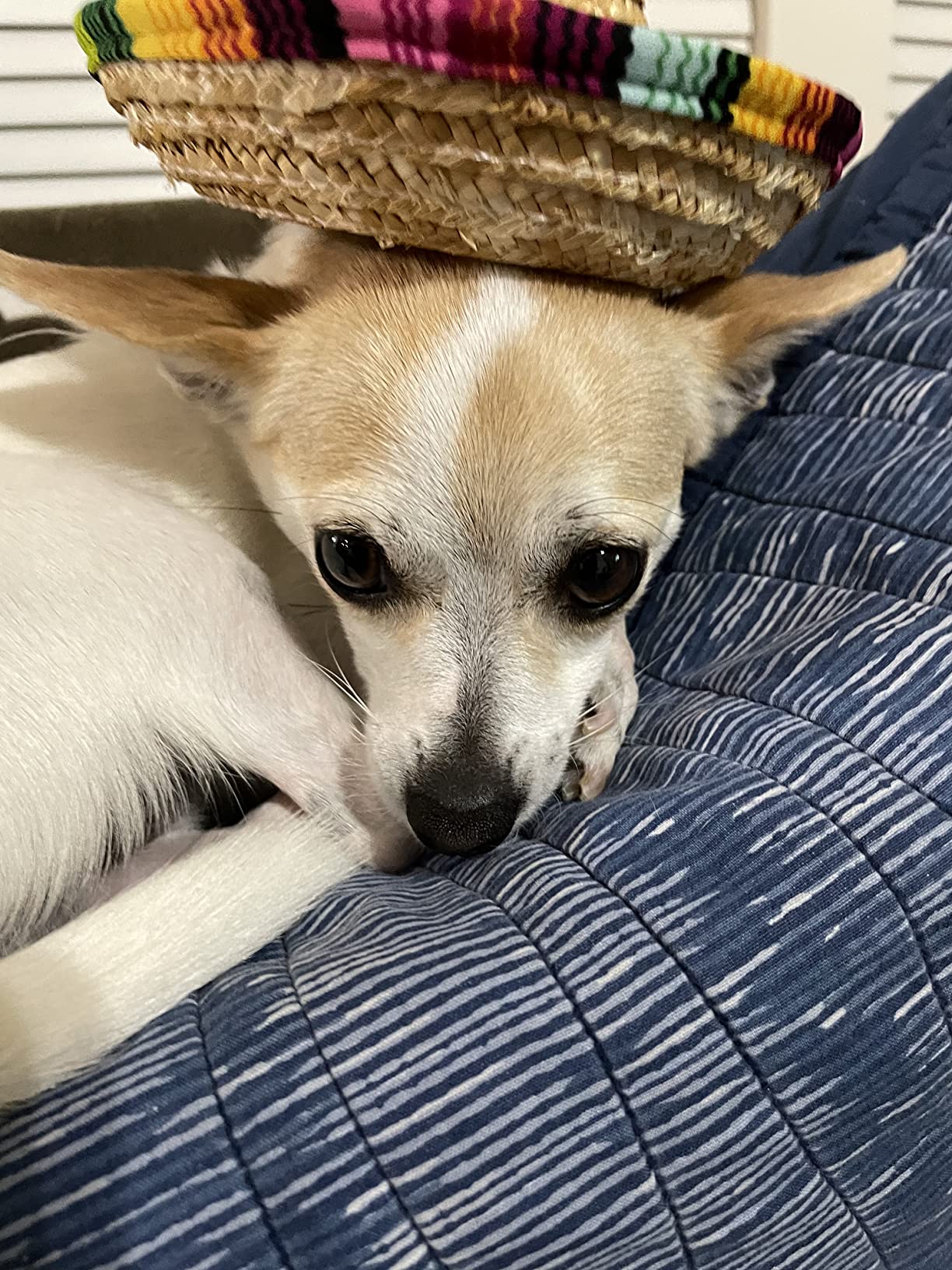 Can’t get a picture of his teeth but this worked amazing with those rubber finger toothbrushes on my chihuahua Bodhi Dog Dental Gel Toothpaste