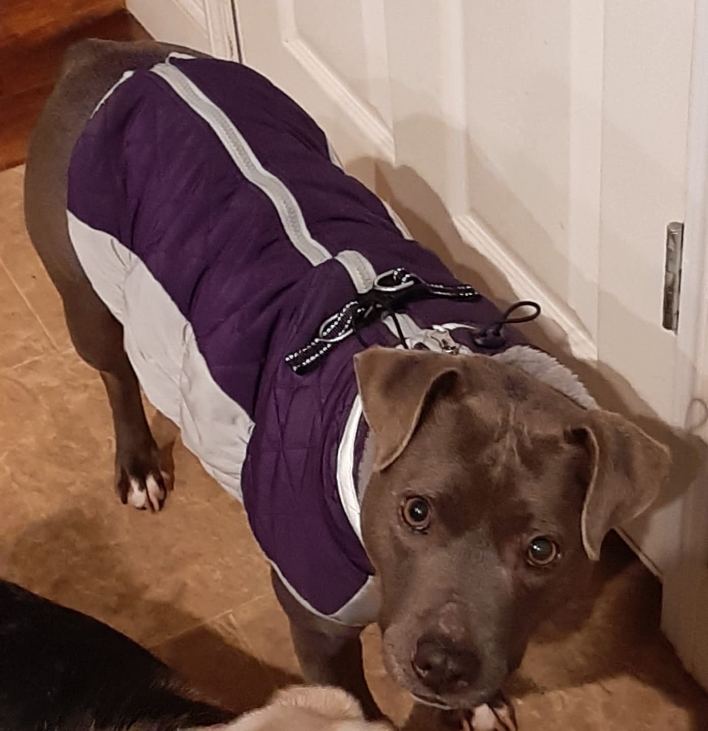 Lelepet Dog Winter Coat Review