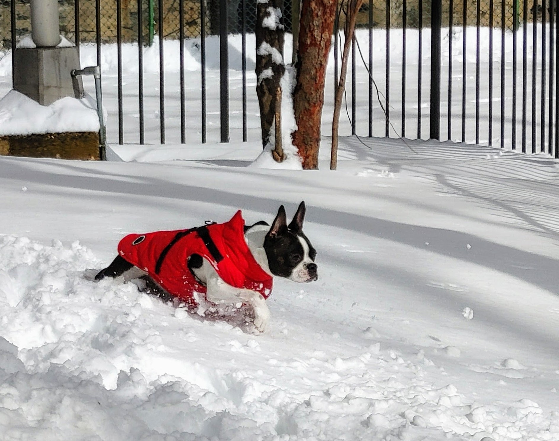 My furry friend love to play in snow and Norbi Vest 2-1 Jacket make the body warm in the snow too
