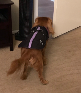 My furry friend love to wear Norbi Winter Vest 2-1 Jacket