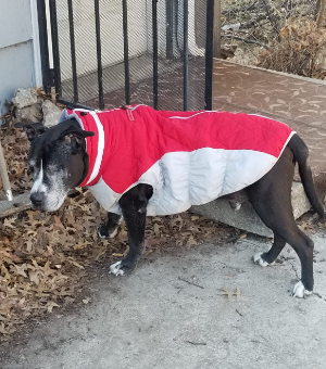 Ouobob Dog Winter Jacket Review