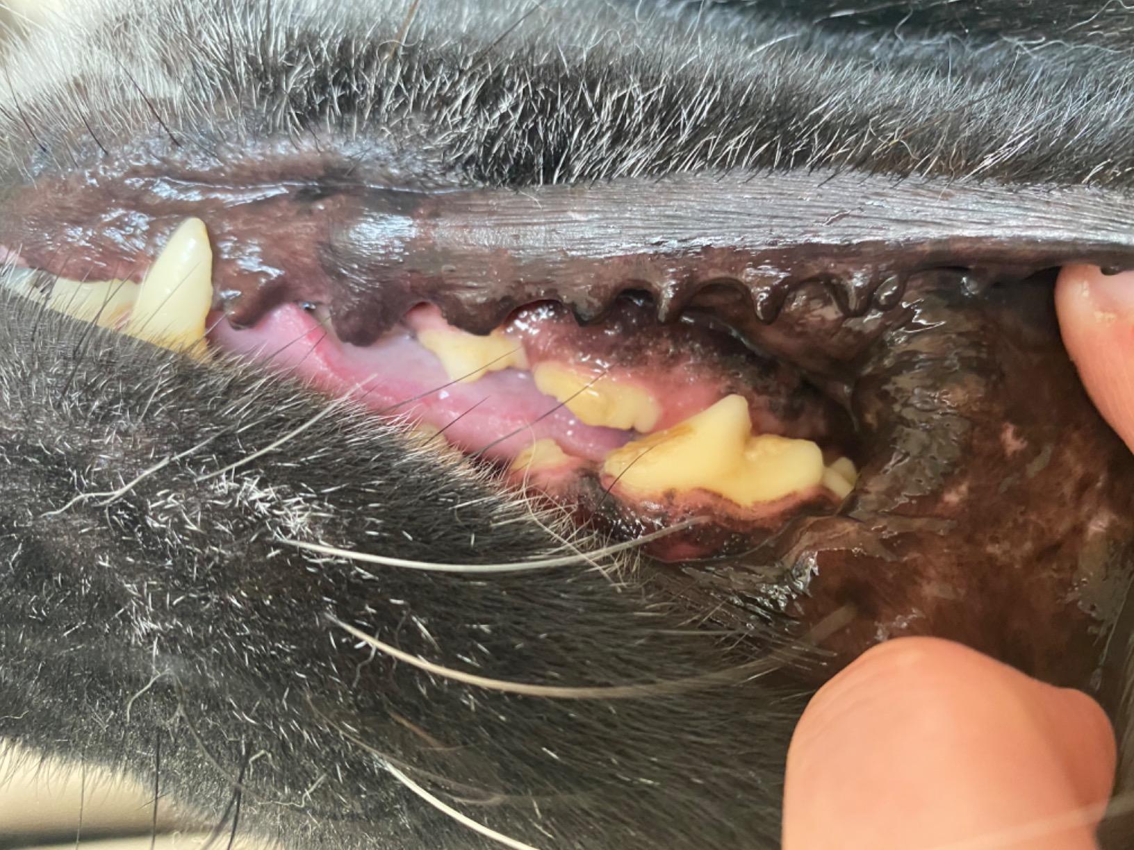 Petsmile Professional Pet Toothpaste is very effective product