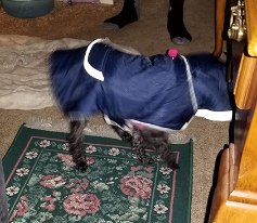 Preferhouse Winter Coat for Dog Review