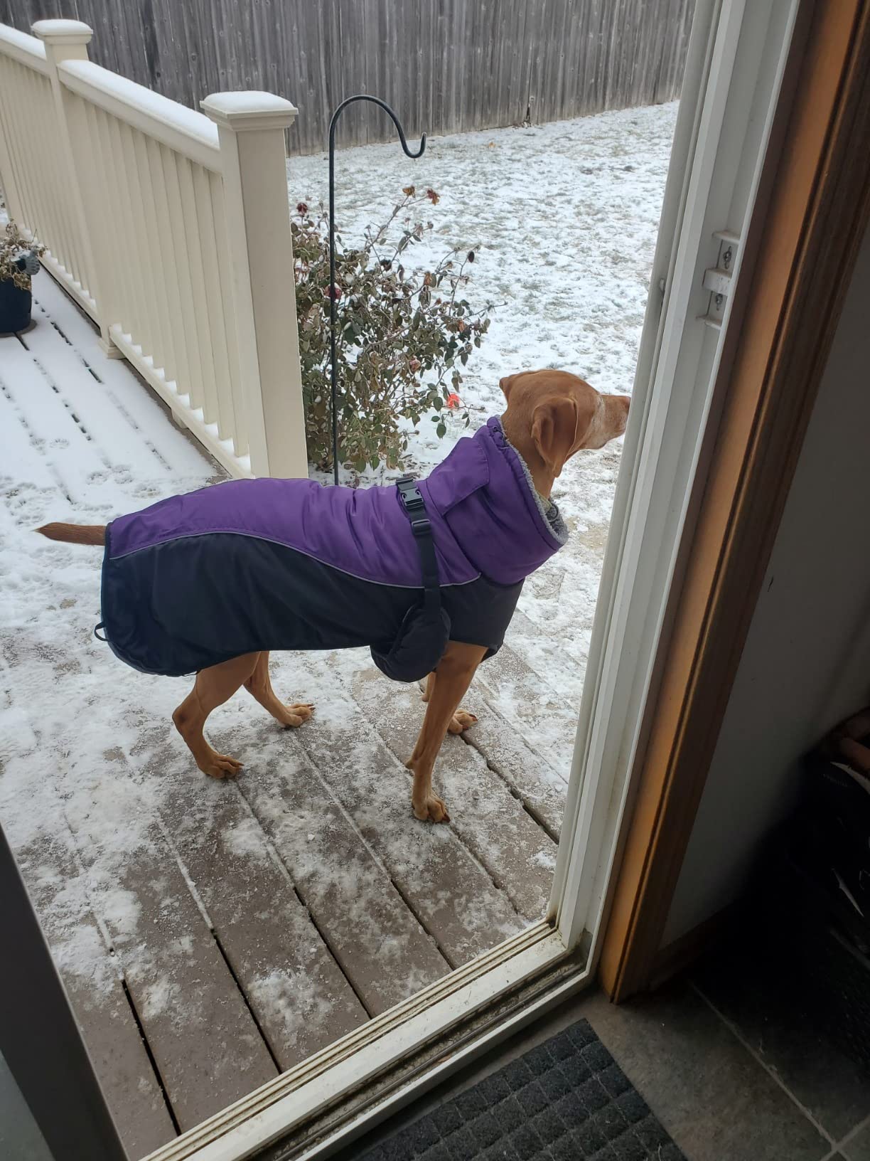 This picture is been clicked by my neighbor when his furry friend feel happier in the jacket