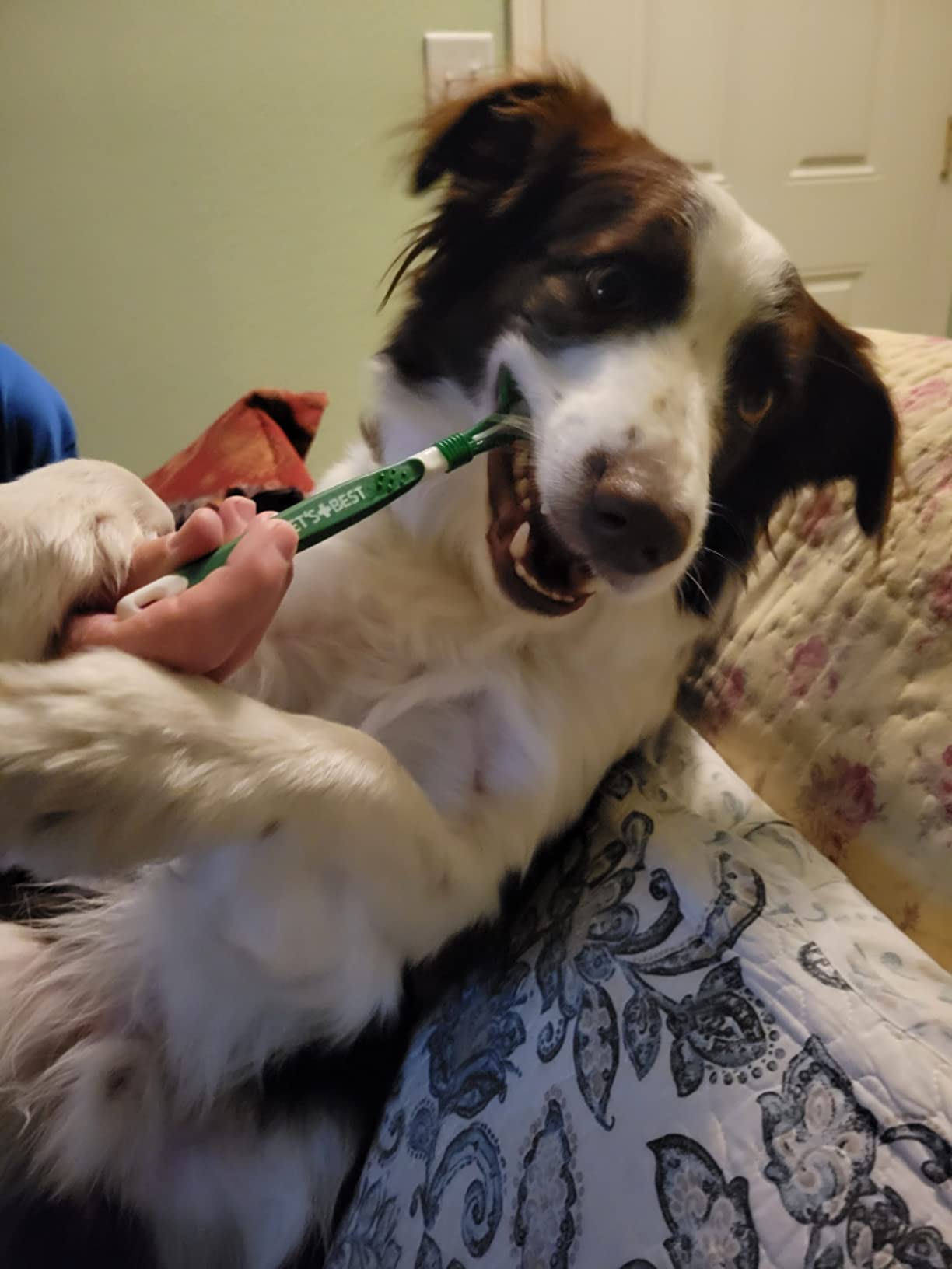 A picture is been click by me while my dog is brushing with Vet's Best Enzymatic Dog Toothpaste