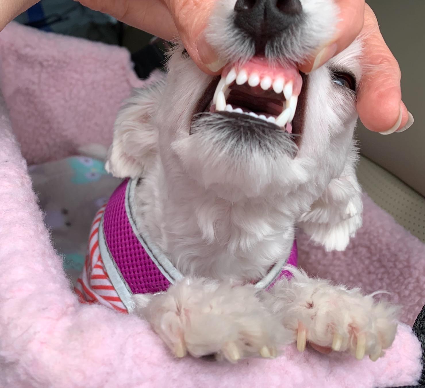 A picture is been click by me while my dog is brushing with Virbac CET Enzymatic Toothpaste