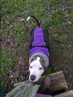 dog feel comfortable when they wear IECOii Pet Coat