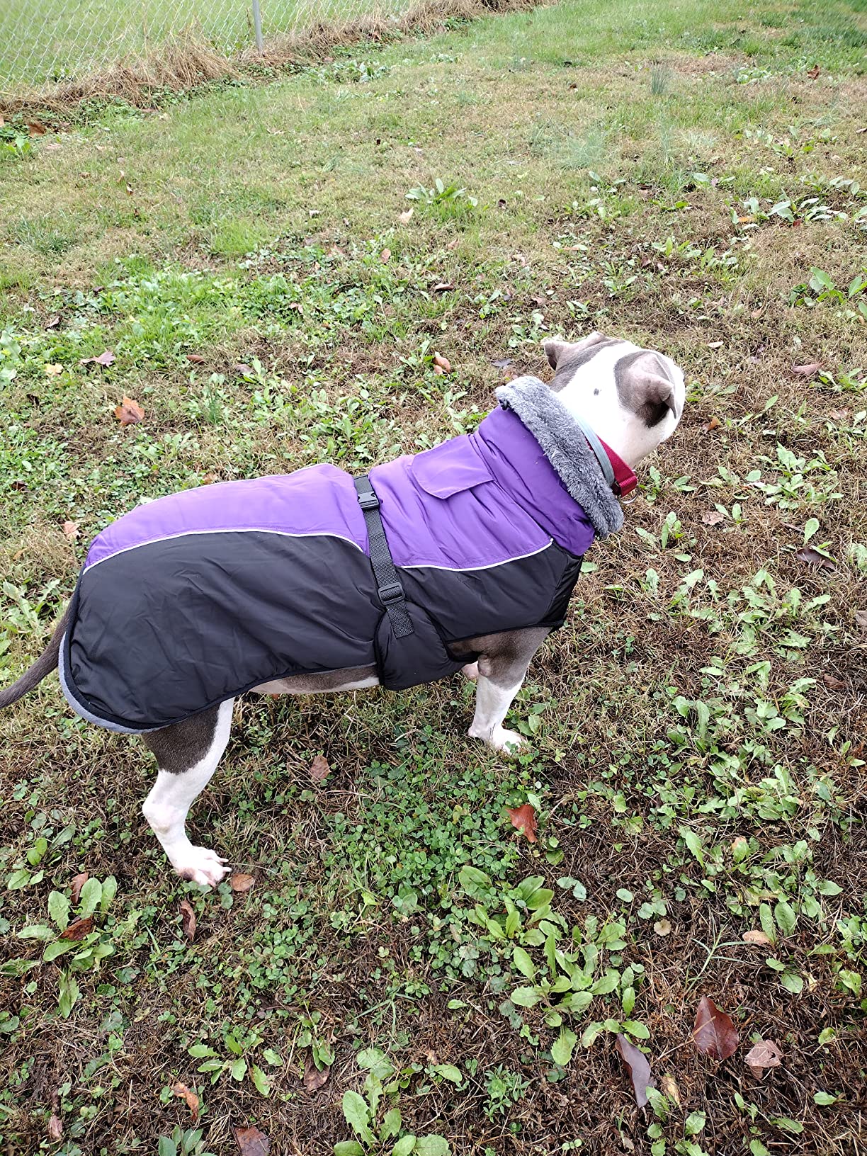 dog love to wear the IECOii Pet Coat Jacket in the winter