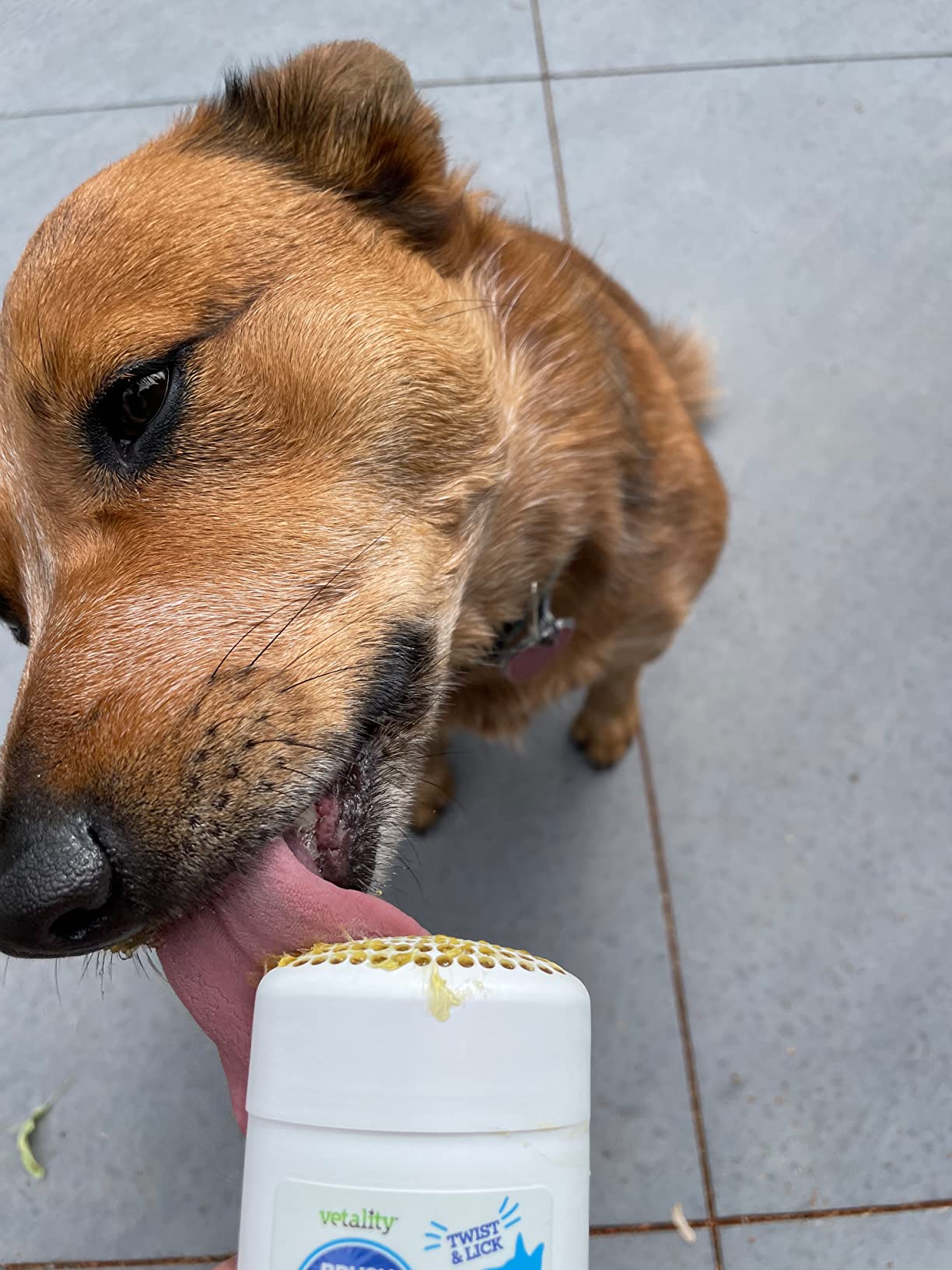 i clicked a picture when my dog is lick this Vetality Brush Free Twist + Lick Oral Gel
