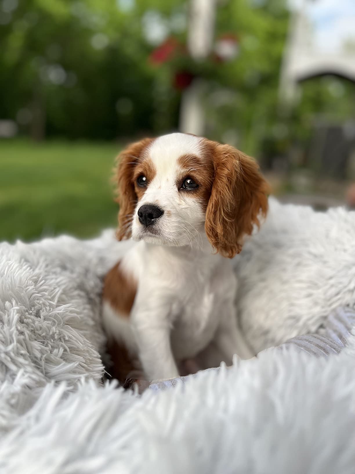 my dog is feel fresh after use this product Petsmile Professional Pet Toothpaste