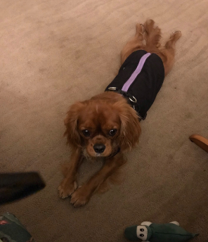 my dog love Norbi Winter Vest 2-1 Jacket