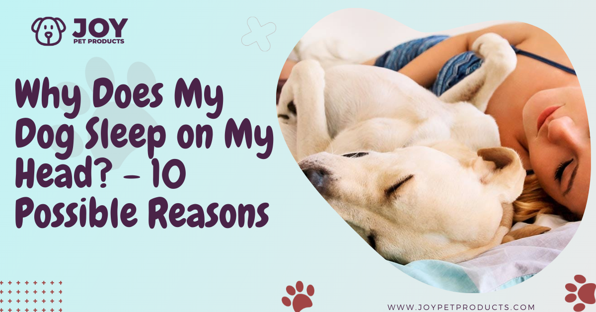 why does my dog sleep on my head