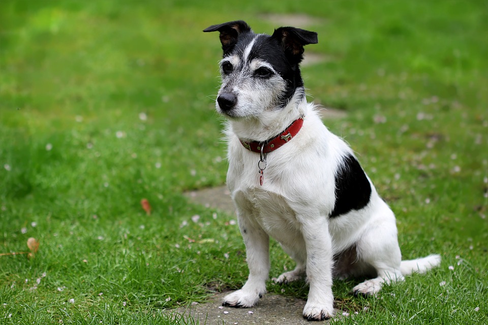 History of Jack Russell Terriers