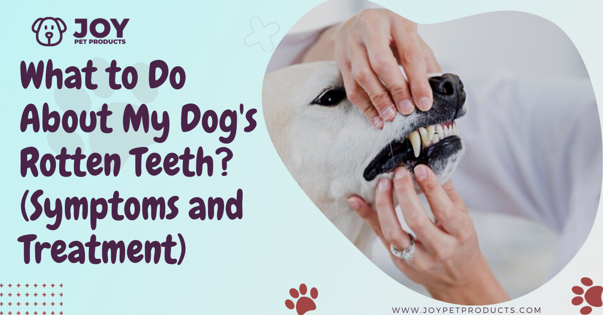 What To Do About My Dogs Rotten Teeth Symptoms And Treatment