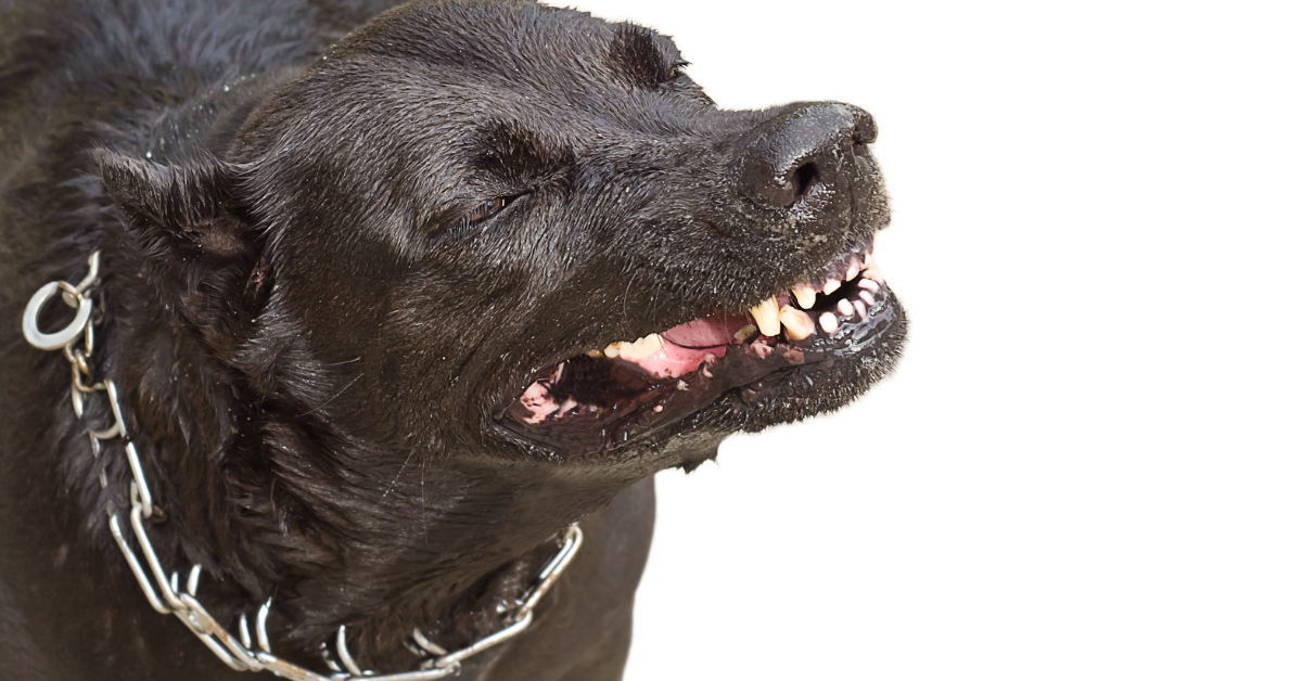 Possible Reasons Why Your Dog Can Growl When Tired