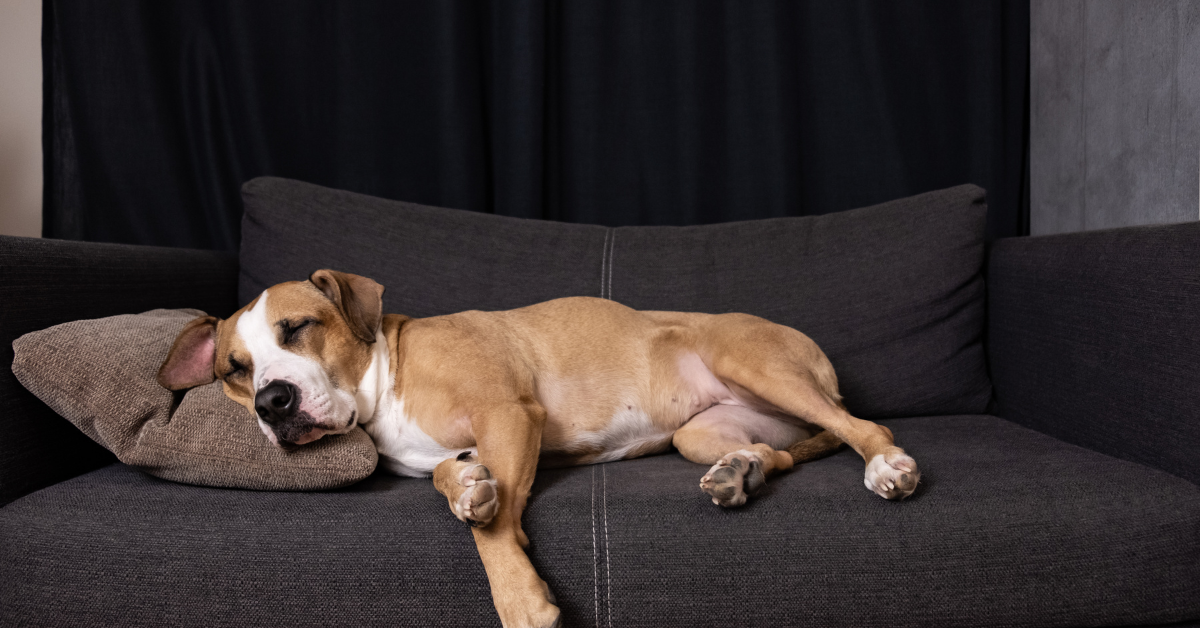 Avoid Moving Your Dog in His Sleep