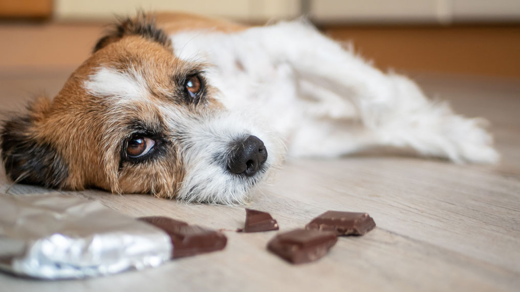 Can Dogs Eat Chocolate?