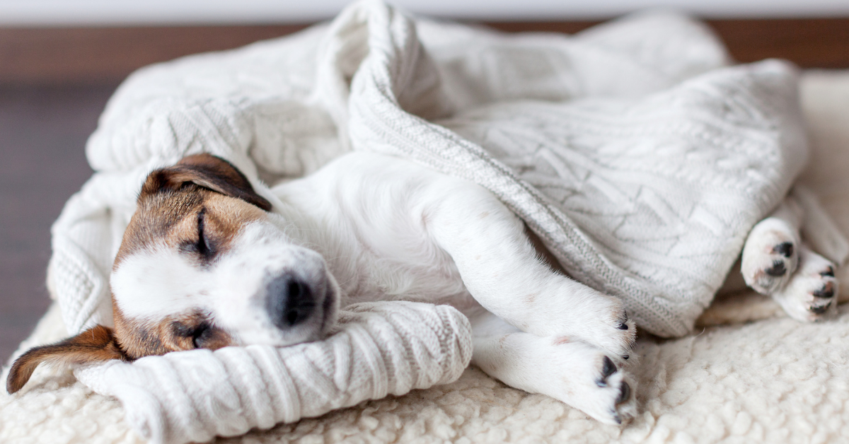 Give Your Dog More Downtime