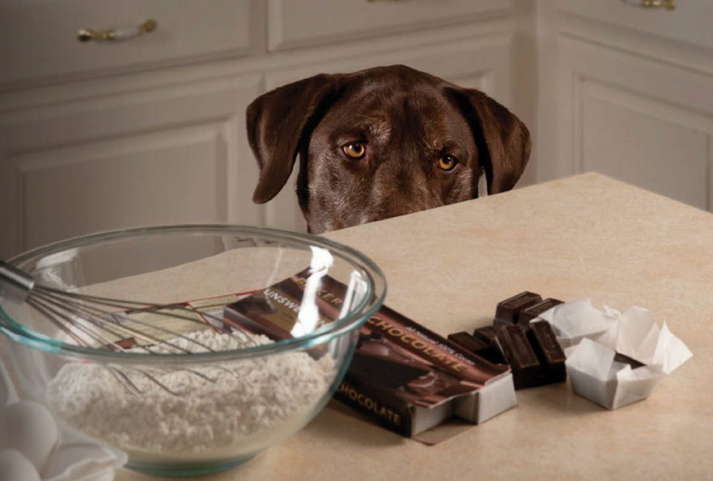 How to Prevent Your Dog From Eating Chocolate Chip Cookies