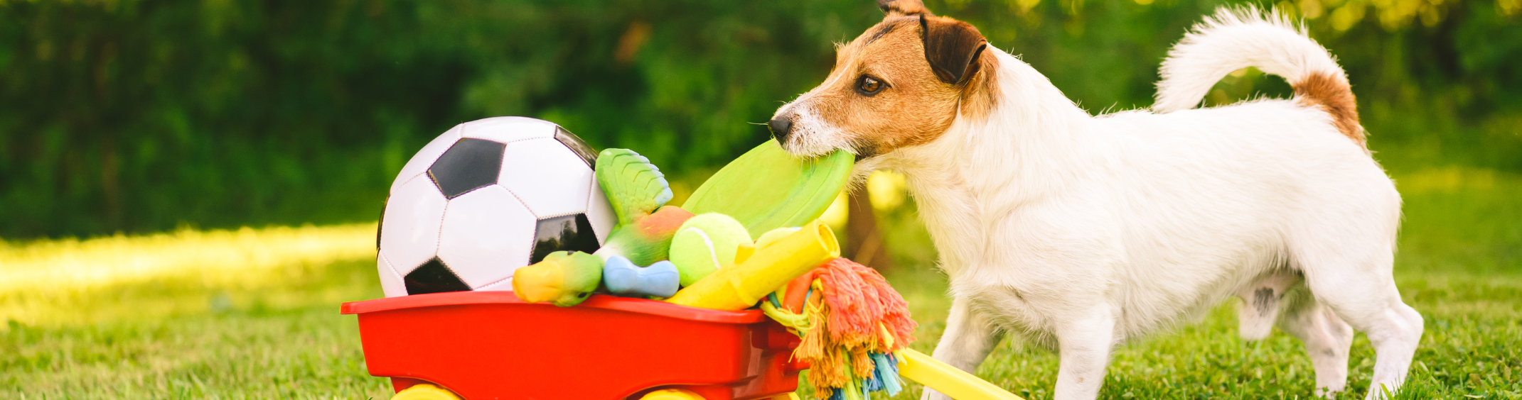 dog products and essentials