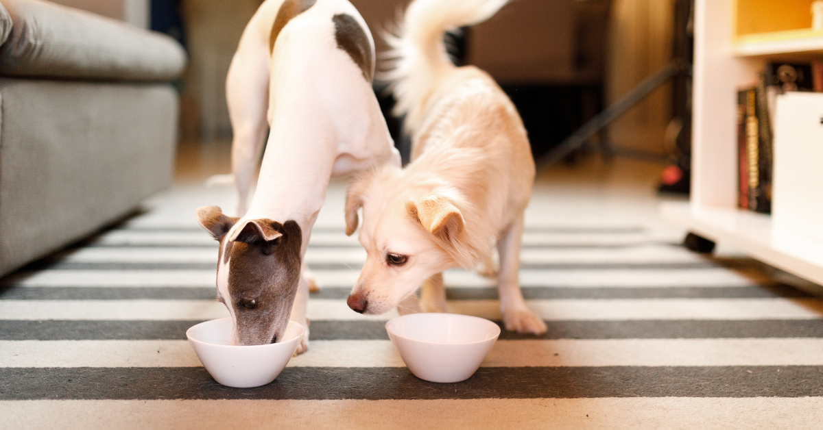 Slow Down Your Dog If He Eats or Drinks too Fast.