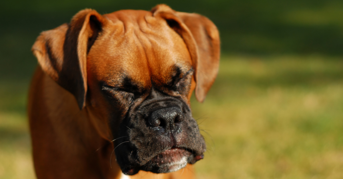 Try Controlling Episodes of Reverse Sneezing.