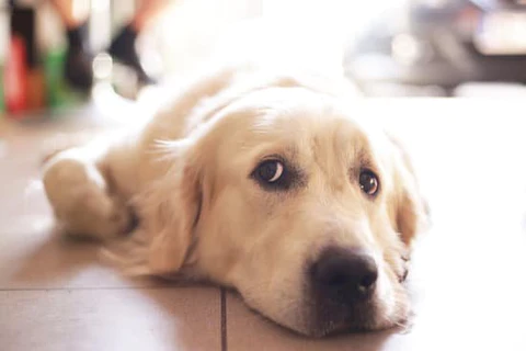 What are the Symptoms of Chocolate Poisoning?