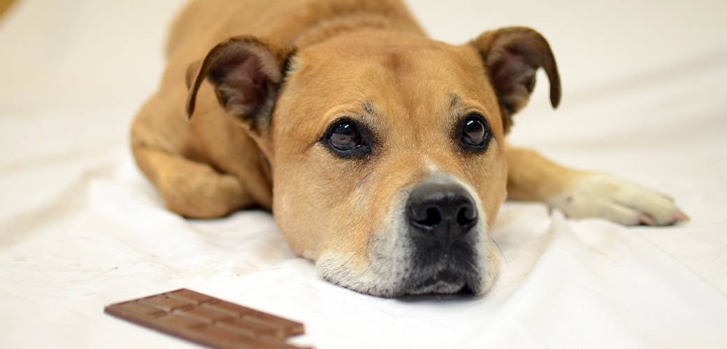 What to Do When Your Dog Has Eaten Chocolate Chip Cookie?