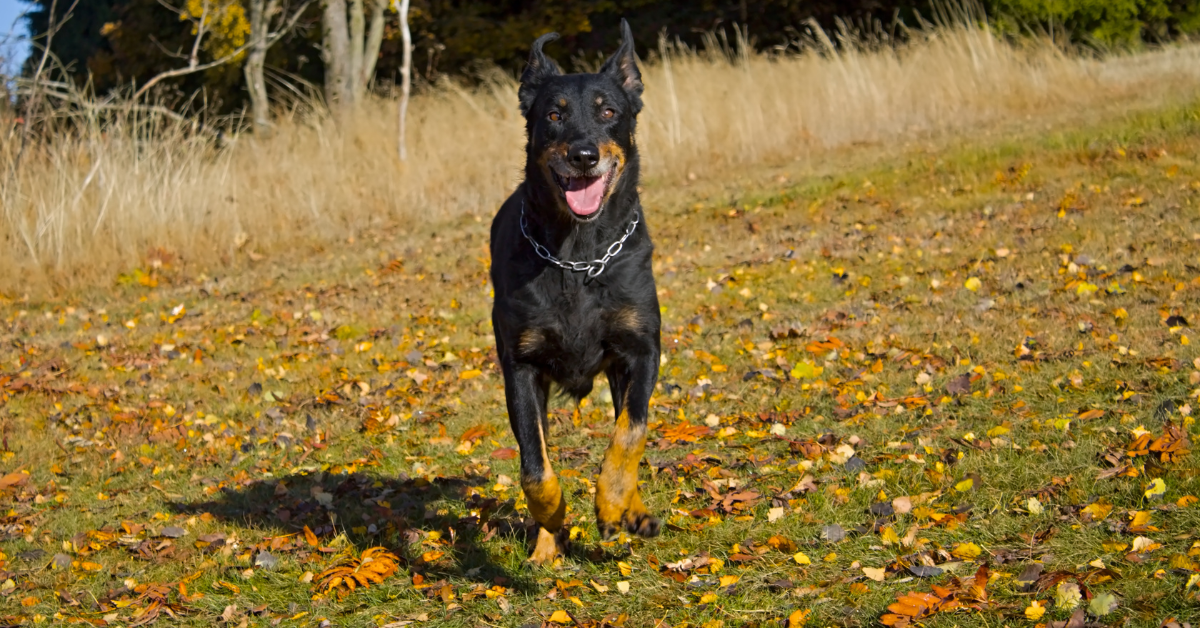 Your Dog May Face Shortness of Breath Due to Over exercise