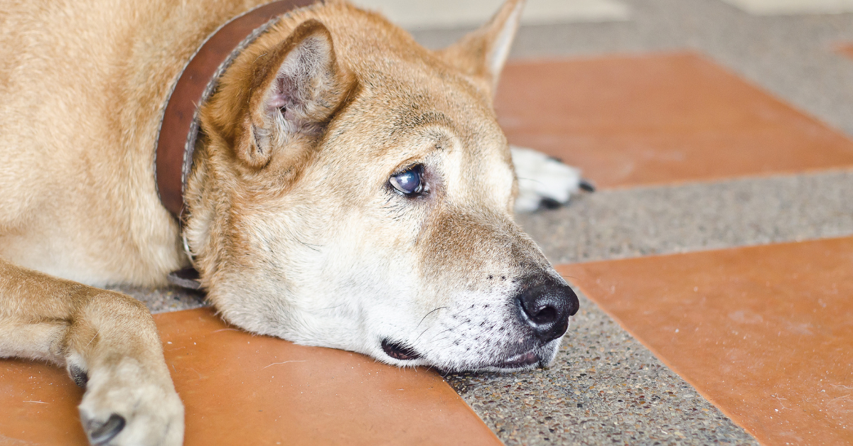 Your Dog is Anxious or Stressed