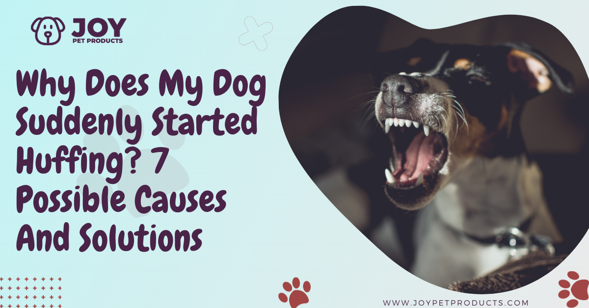 why-has-my-dog-suddenly-started-huffing-7-possible-causes-and-solutions