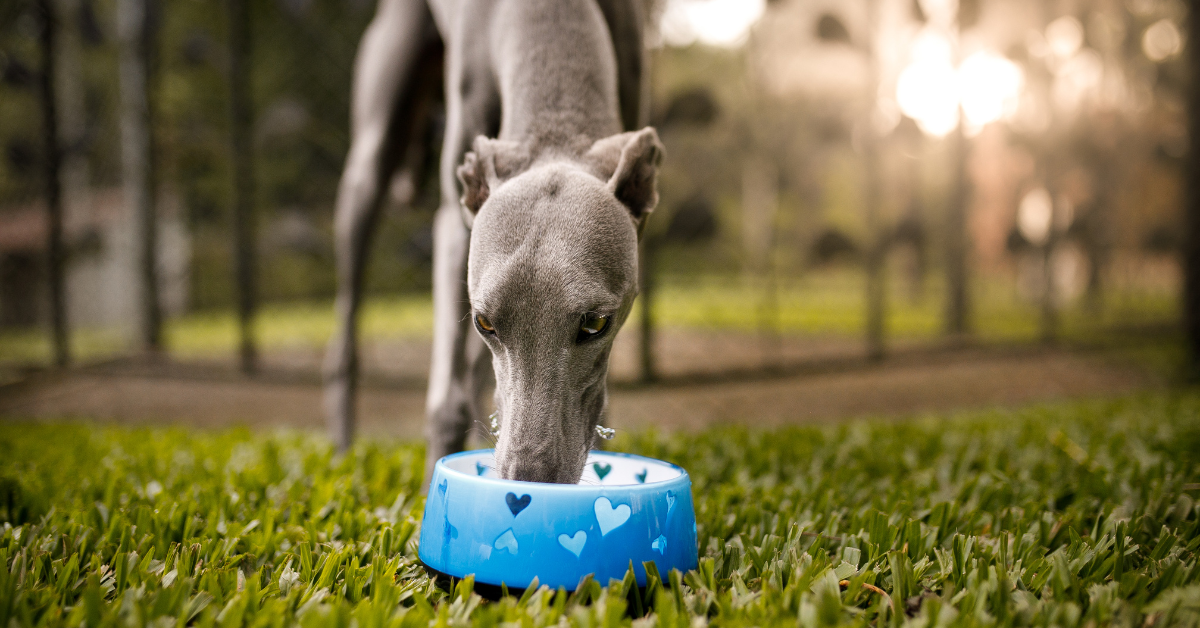 How To Tell If Your Dog Has A Gulping Attack