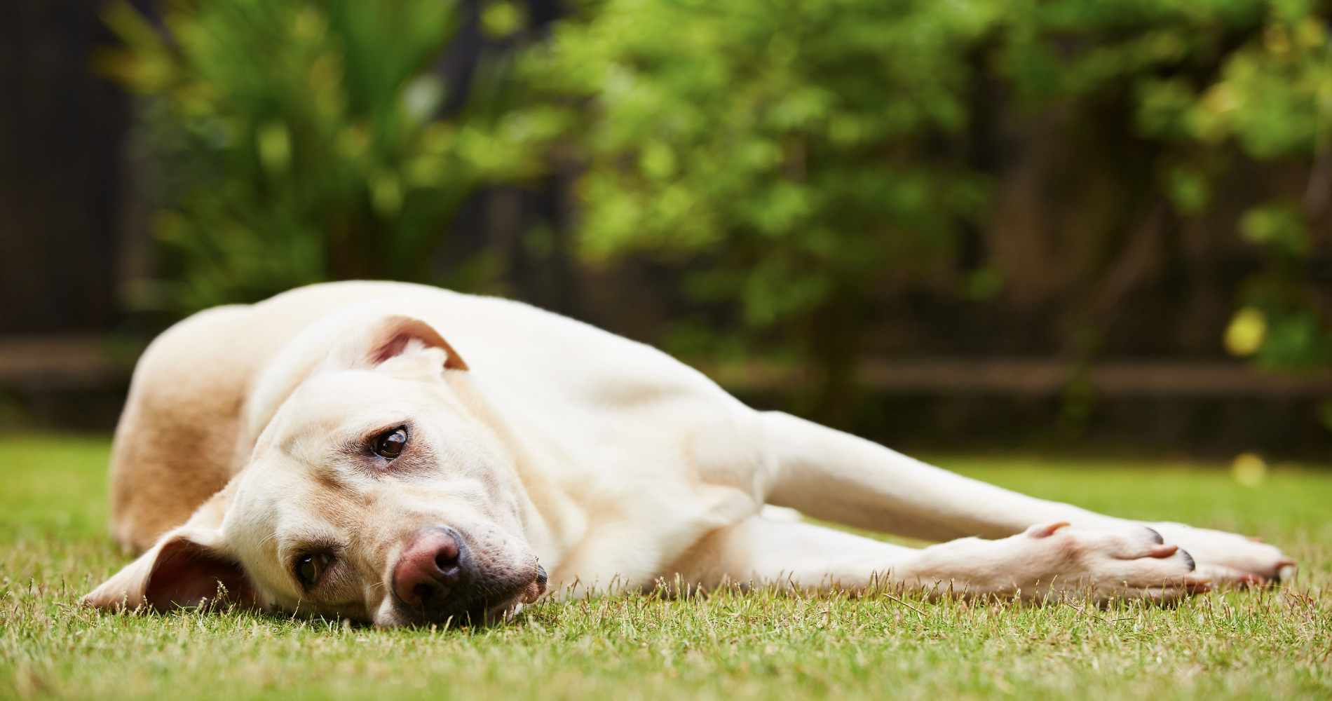 Should You Worry If Your Dog Eats Flies