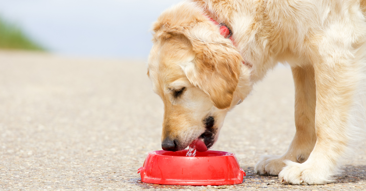 What Causes Gulping In Dogs