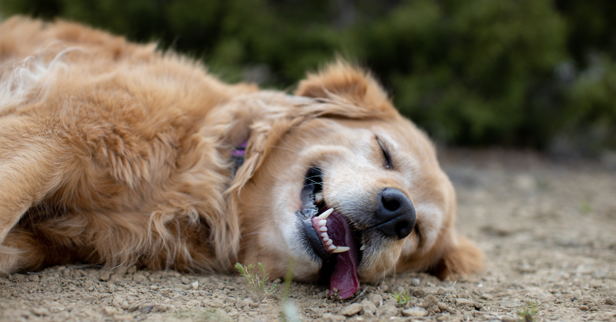 What Does it Mean When Dogs Lick Their Lips Before Sleeping 5 Possible Reasons